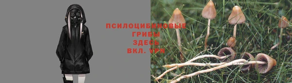 прущие грибы Аркадак